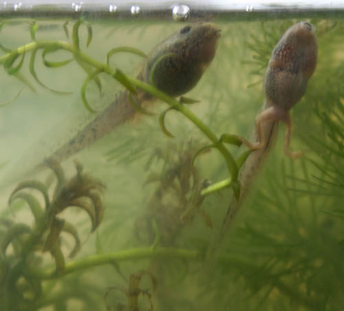 tadpoles